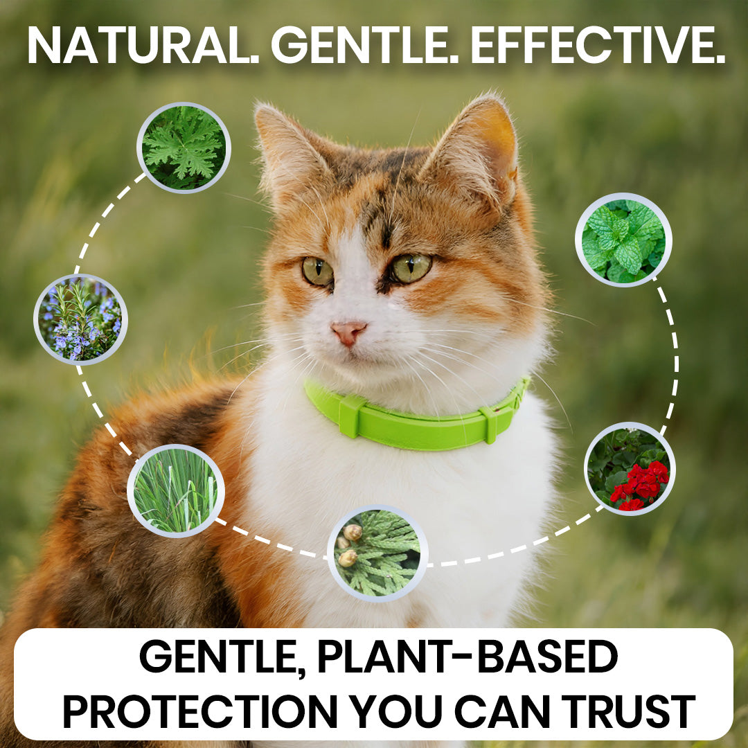 FluffGuard - 8 Months Bug Free Collar for Cats